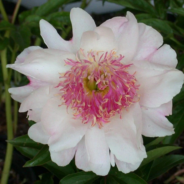 Do Tell – 3/5 Eye Peony