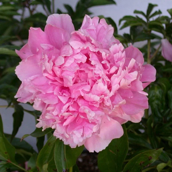 Dr. Alexander Fleming Peony - Image 3