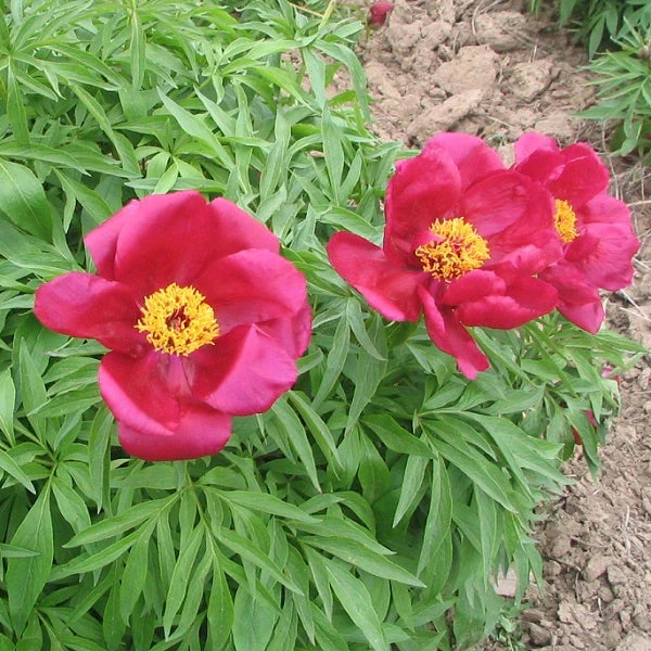 Early Scout - 3/5 Eye Peony - Image 2