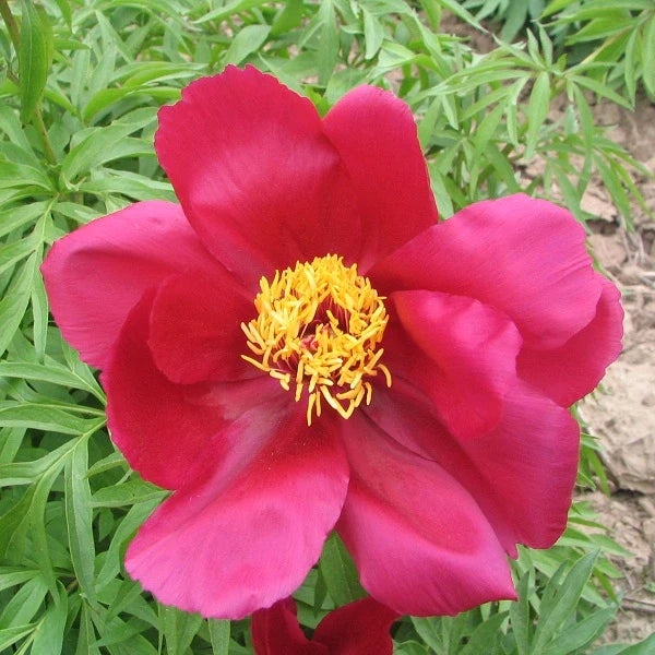 Early Scout – 3/5 Eye Peony