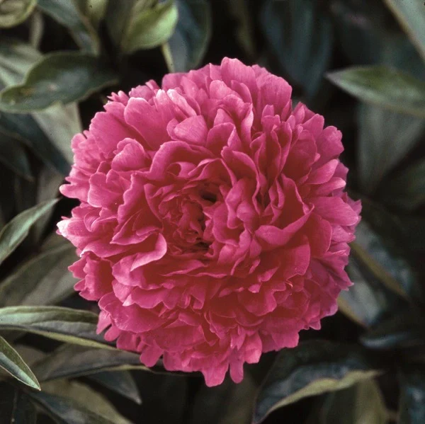 Felix Supreme Peony - Image 2