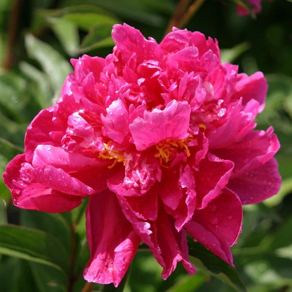 Karl Rosenfield Peony - Image 3