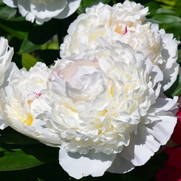 Madame de Verneville - 3/5 Eye Peony - Image 2