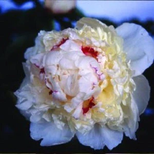 Madame de Verneville – 3/5 Eye Peony