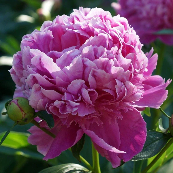 Mons Jules Elie Peony - Image 2