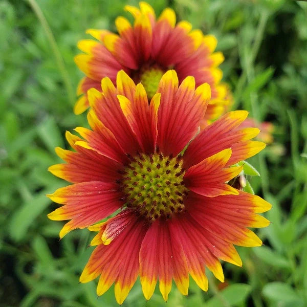 Arizona Sun Blanket Flower - Image 2