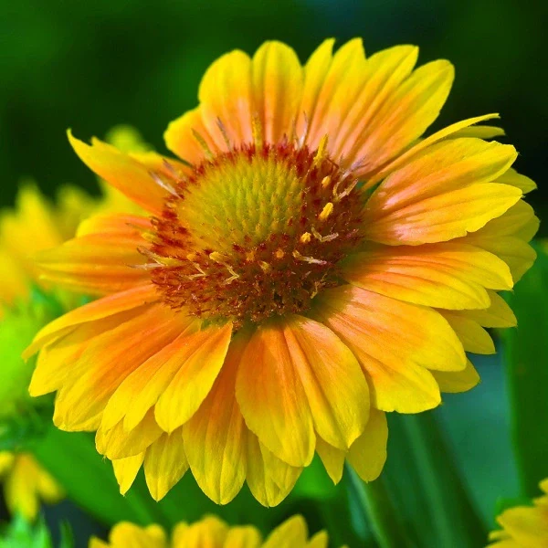 Beautiful Blanket Flower - Image 3