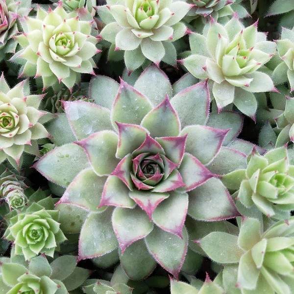 Bronco Hen & Chicks Succulent