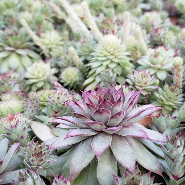Bronco Hen & Chicks Succulent - Image 2