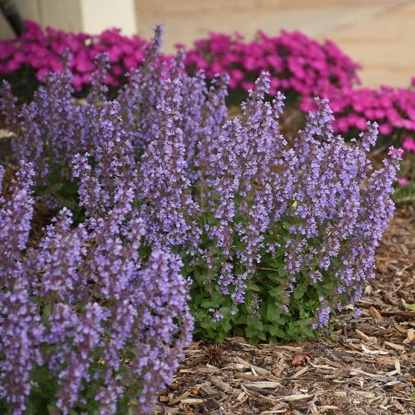 Cat’s Pajamas Catmint