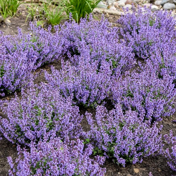 Cat's Pajamas Catmint - Image 3