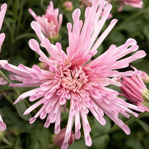 Centerpiece Chrysanthemum - Image 2