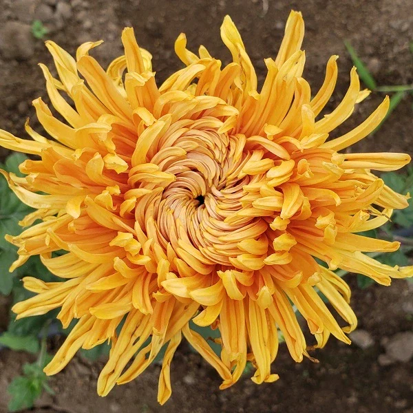 Cheerleader Chrysanthemum - Image 3