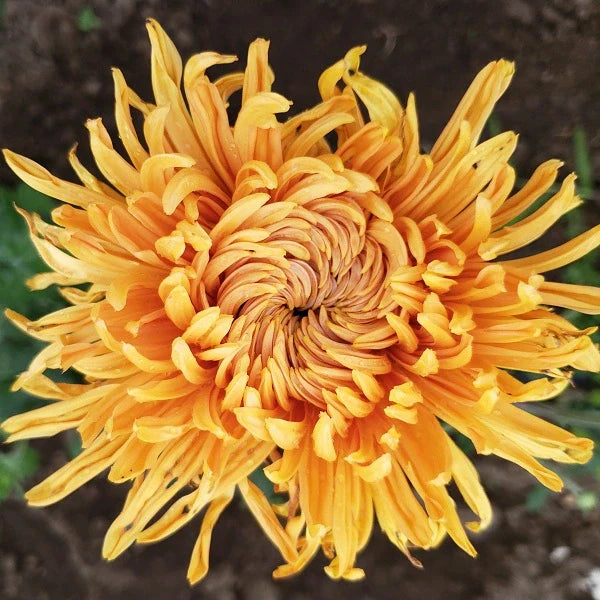 Cheerleader Chrysanthemum - Image 2
