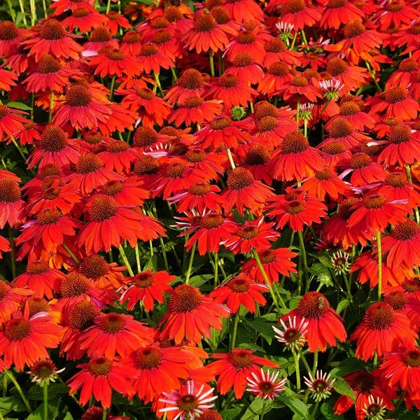 Sombrero® Salsa Red Coneflower