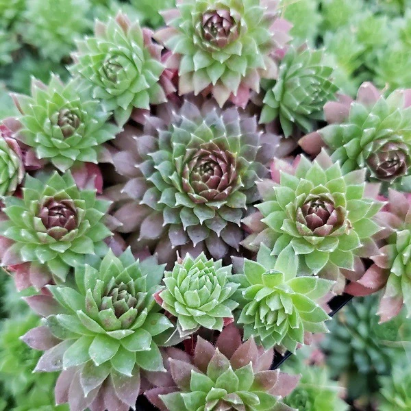 Coral Red Hen & Chicks Succulent - Image 2