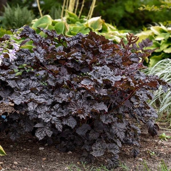 Dark Side of the Moon Astilbe - Image 2