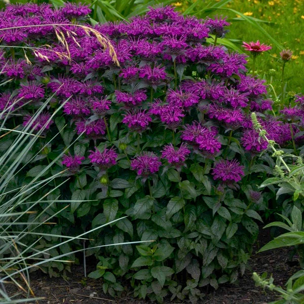 Grape Gumball Beebalm - Image 3