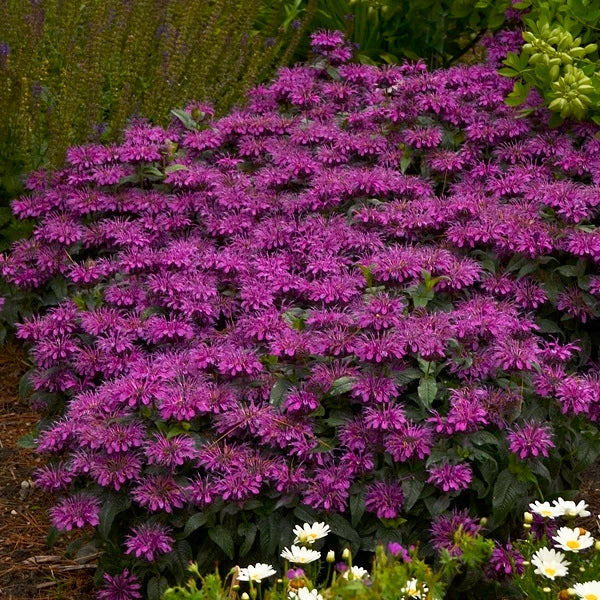 Grape Gumball Beebalm - Image 2