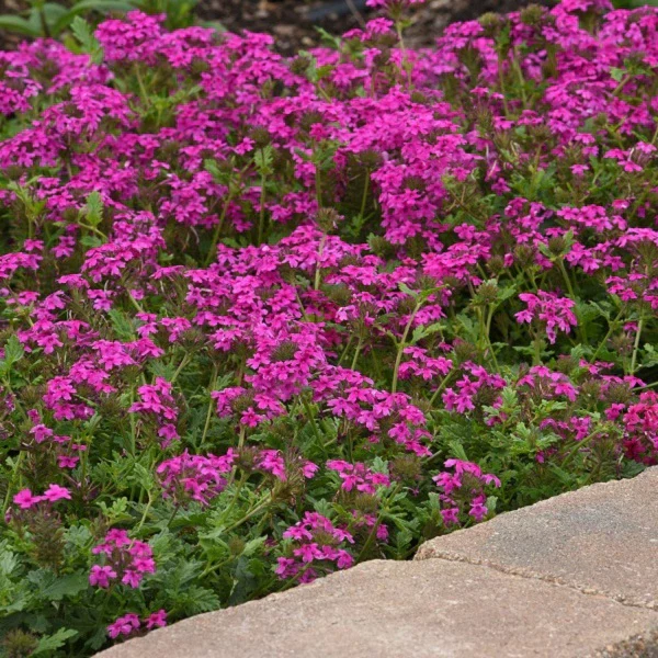 Homestead Hot Pink Verbena - Image 2