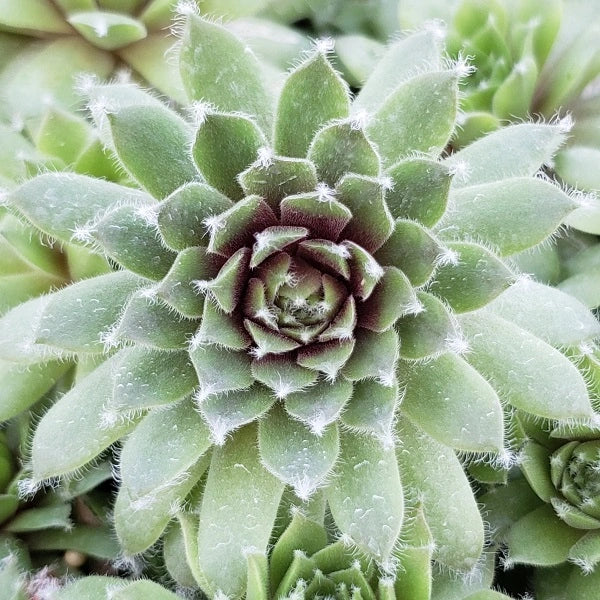Jade Rose Hen & Chicks Succulent - Image 3