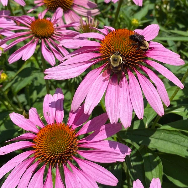 Magnus Coneflower - Image 3