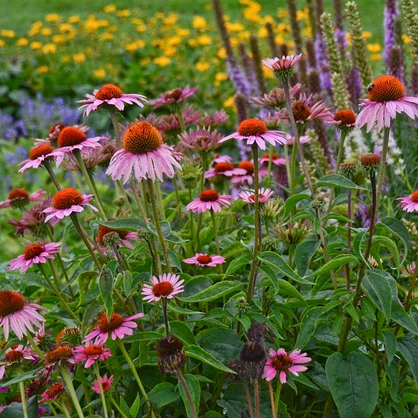 Colorful Coneflower - Image 2