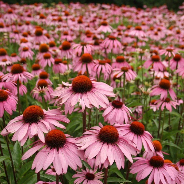 Magnus Coneflower - Image 2