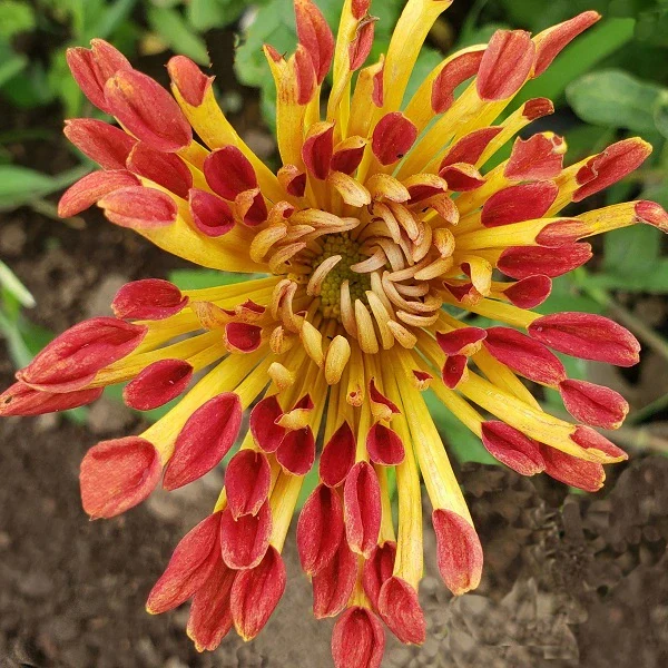 Matchstick Chrysanthemum - Image 3