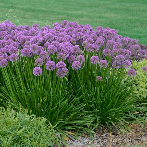 Millenium Ornamental Onion - Image 3
