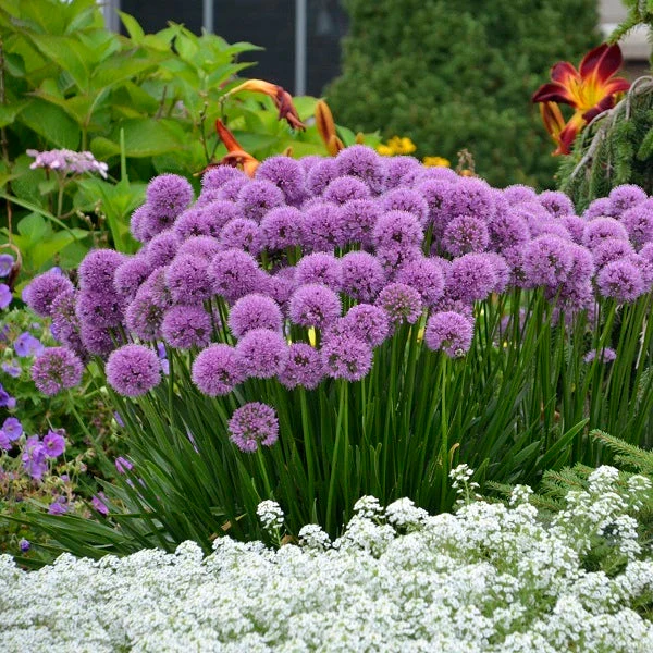 Millenium Ornamental Onion - Image 2