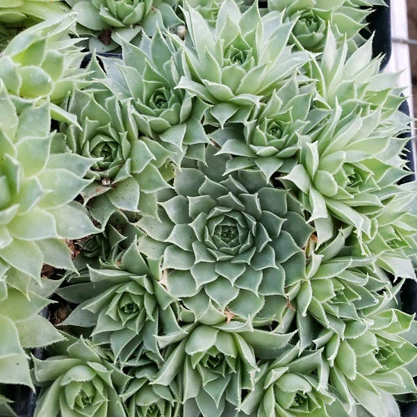 Mrs. Giuseppe Hen & Chicks Succulent - Image 2