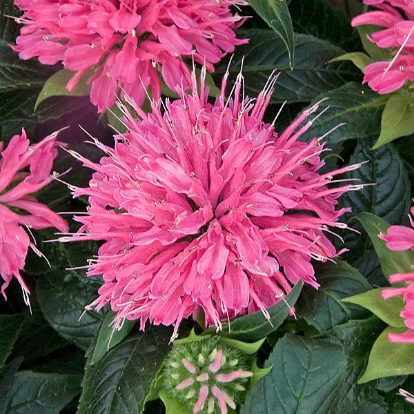 Leading Lady Pink Beebalm - Image 2