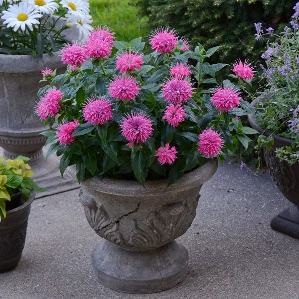 Leading Lady Pink Beebalm - Image 3