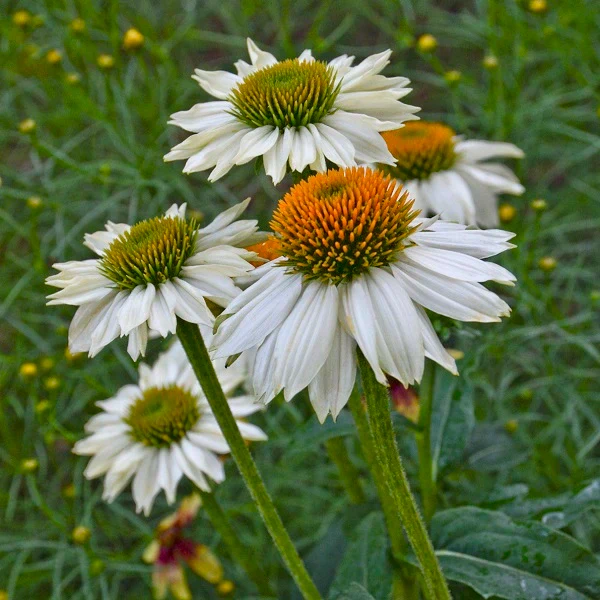 PowWow White Coneflower - Image 3