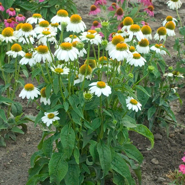 PowWow White Coneflower - Image 2