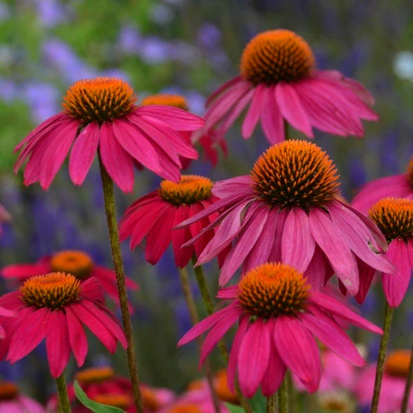 PowWow Wild Berry Coneflower - Image 3
