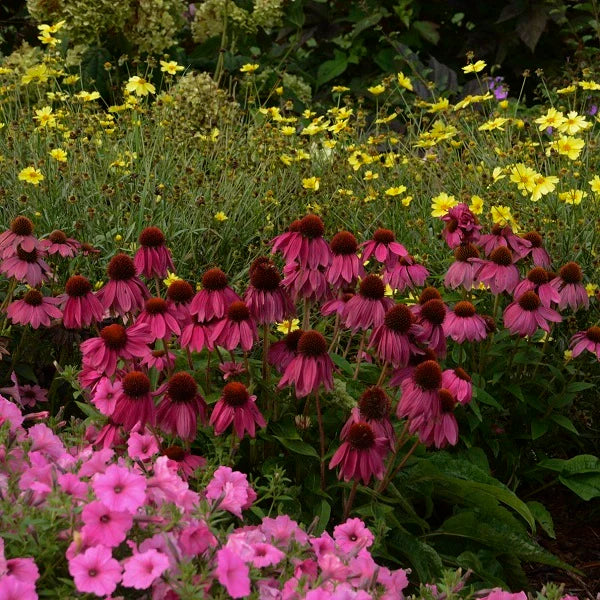 PowWow Wild Berry Coneflower - Image 2