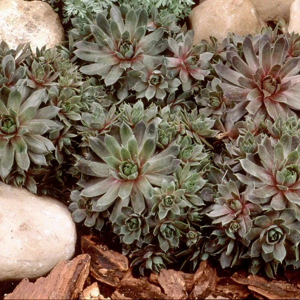 Purple Beauty Hen & Chicks Succulent - Image 3