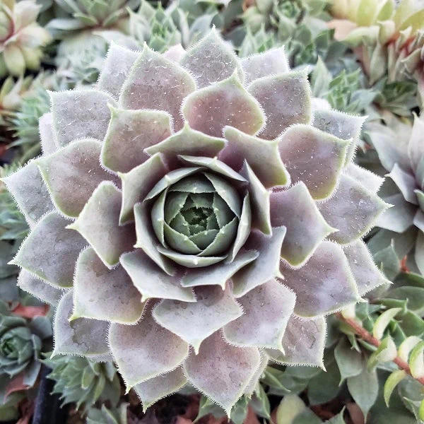 Purple Beauty Hen & Chicks Succulent - Image 2