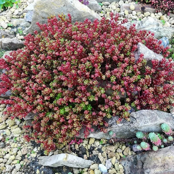 Red Wiggle Sedum - Image 2