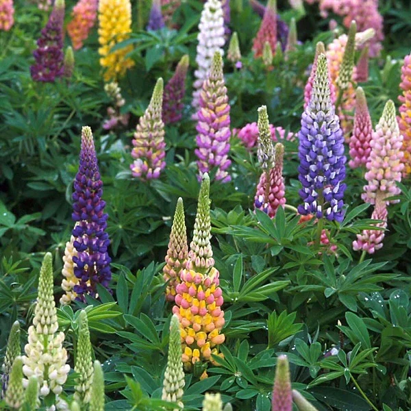 Russell Lupine Hybrids Mix - Image 2