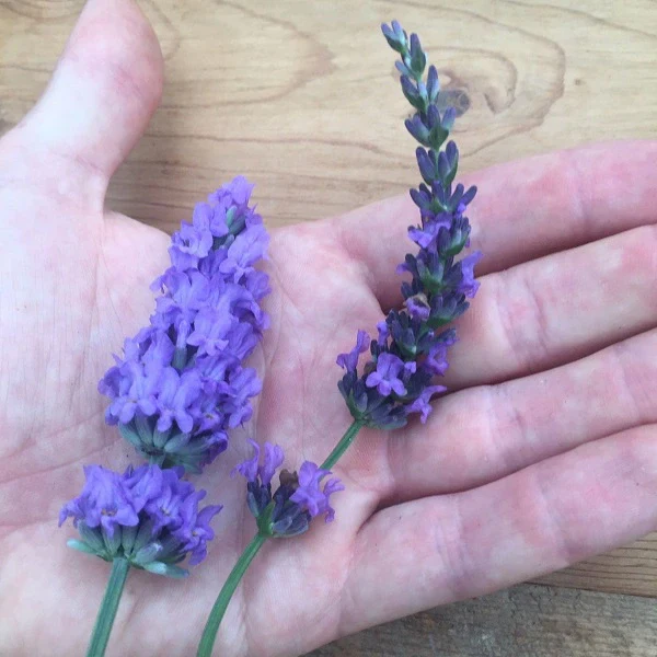 SENSATIONAL!® English Lavender - Image 2