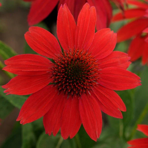 Sombrero® Salsa Red Coneflower - Image 2