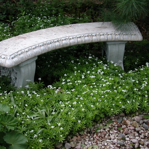 Sweet Woodruff - Image 2