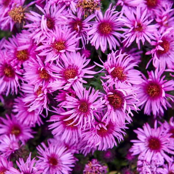 Pink Crush New England Aster - Image 2