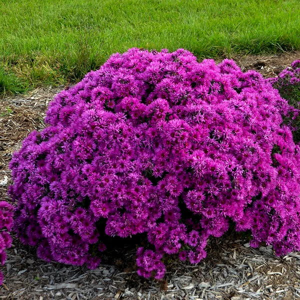 Pink Crush New England Aster - Image 3