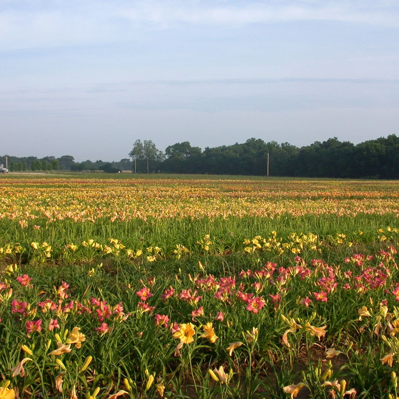 Chicago Arnie's Choice Daylily - Image 2