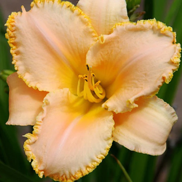 Precise Pastel Lady Daylily