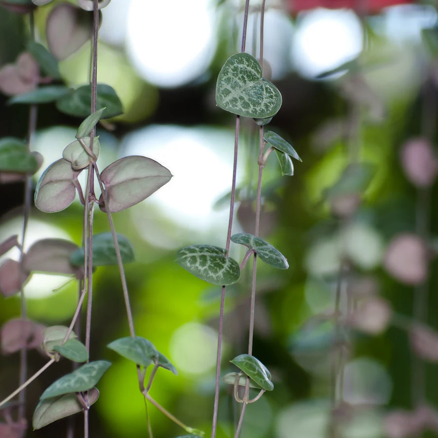 Pretty Pink String of Hearts - Image 3